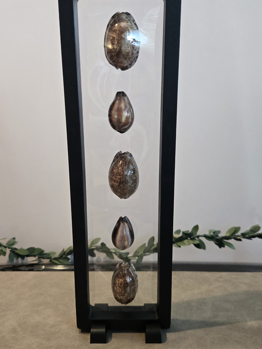🐚 Mixed Cowrie Collection | 5pc Floating Display Frame | Reversible | 10 in / 2